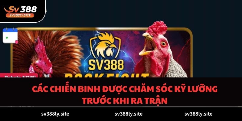 Các chiến binh được chăm sóc kỹ lưỡng trước khi ra trận