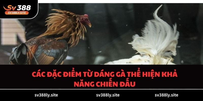 Các đặc điểm từ dáng gà thể hiện khả năng chiến đấu