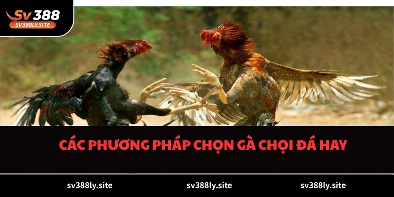 Các phương pháp chọn gà chọi đá hay