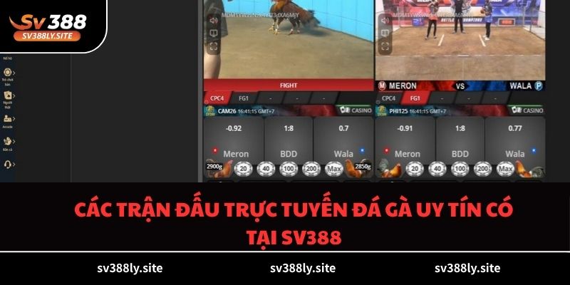 Các trận đấu trực tuyến đá gà uy tín có tại SV388