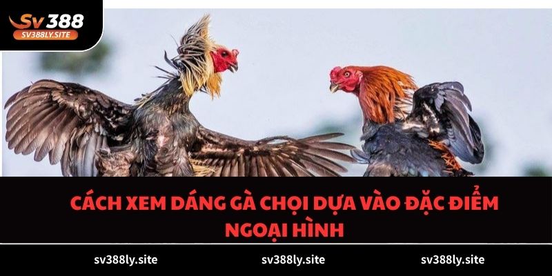 Cách xem dáng gà chọi dựa vào đặc điểm ngoại hình