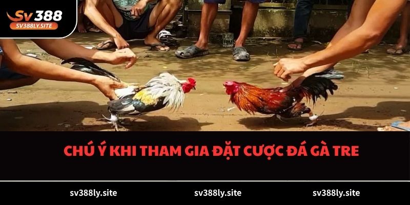 Chú ý khi tham gia đặt cược đá gà tre