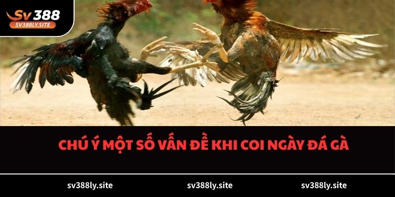 Chú ý một số vấn đề khi coi ngày đá gà
