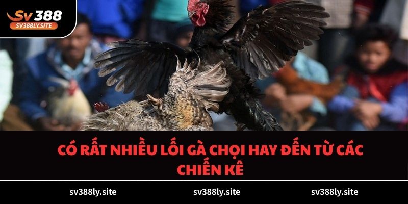 Có rất nhiều lối gà chọi hay đến từ các chiến kê