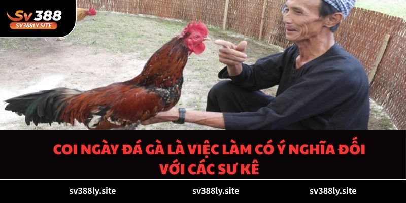Coi ngày đá gà là việc làm có ý nghĩa đối với các sư kê