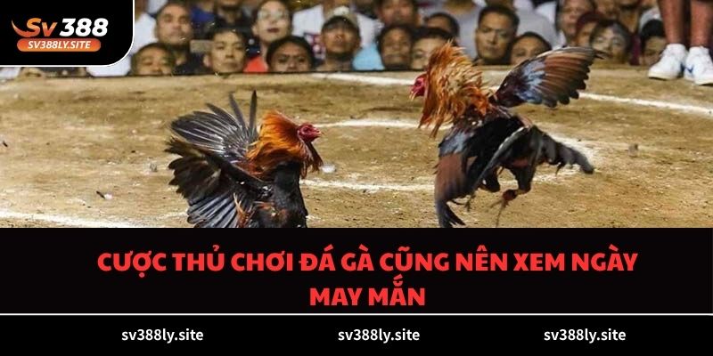 Cược thủ chơi đá gà cũng nên xem ngày may mắn