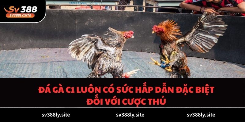 Đá gà C1 luôn có sức hấp dẫn đặc biệt đối với cược thủ