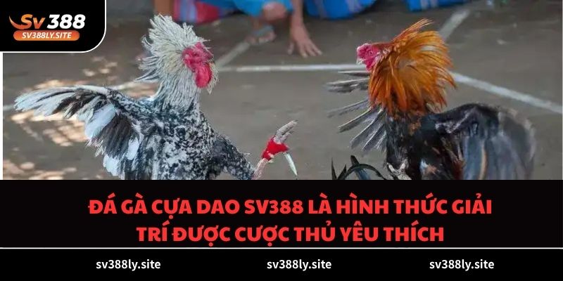 Đá gà cựa dao SV388 là hình thức giải trí được cược thủ yêu thích