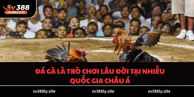 Đá gà là trò chơi lâu đời tại nhiều quốc gia châu Á