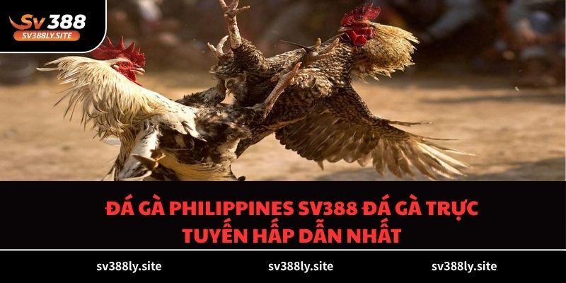 Đá Gà Philippines SV388 Đá Gà Trực Tuyến Hấp Dẫn Nhất