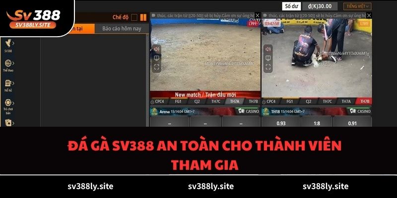 Đá gà SV388 an toàn cho thành viên tham gia