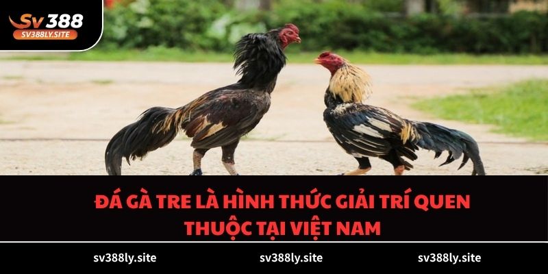 Đá gà tre là hình thức giải trí quen thuộc tại Việt Nam