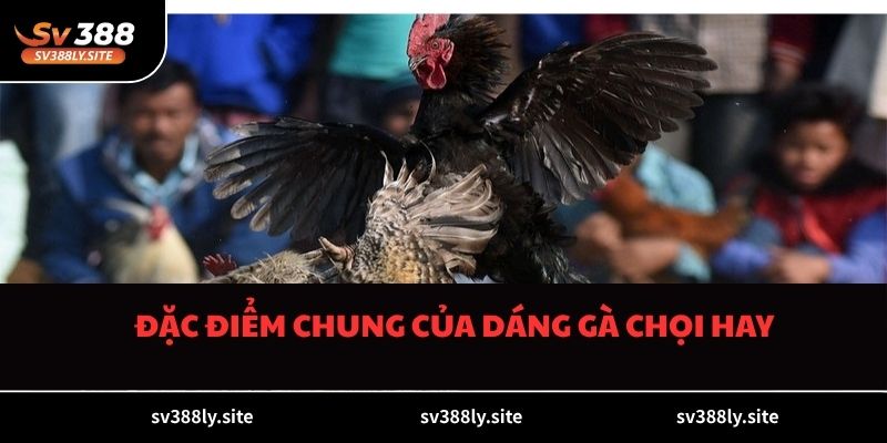 Đặc điểm chung của dáng gà chọi hay 