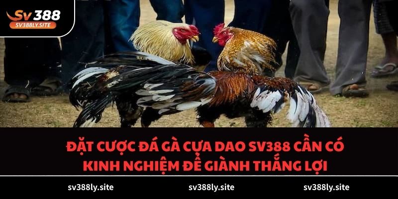 Đặt cược đá gà cựa dao SV388 cần có kinh nghiệm để giành thắng lợi