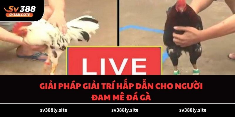 Giải pháp giải trí hấp dẫn cho người đam mê đá gà