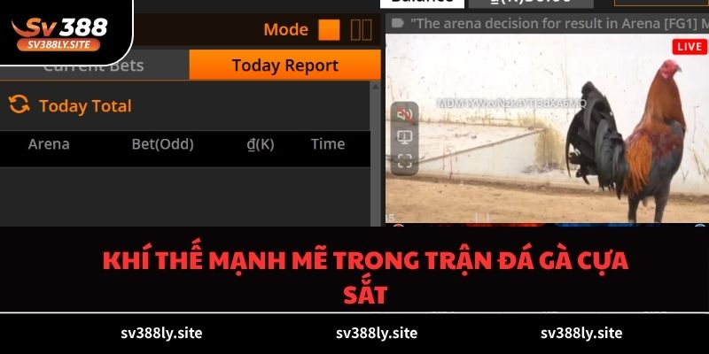 Khí thế mạnh mẽ trong trận đá gà cựa sắt
