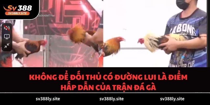 Không để đối thủ có đường lui là điểm hấp dẫn của trận đá gà cựa sắt SV388