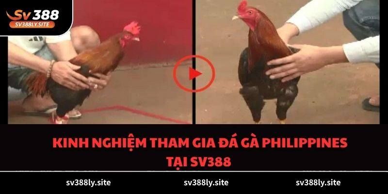 Kinh nghiệm tham gia đá gà philippines tại SV388 