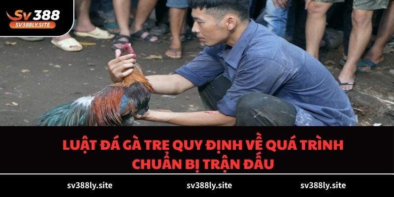 Luật đá gà tre quy định về quá trình chuẩn bị trận đấu