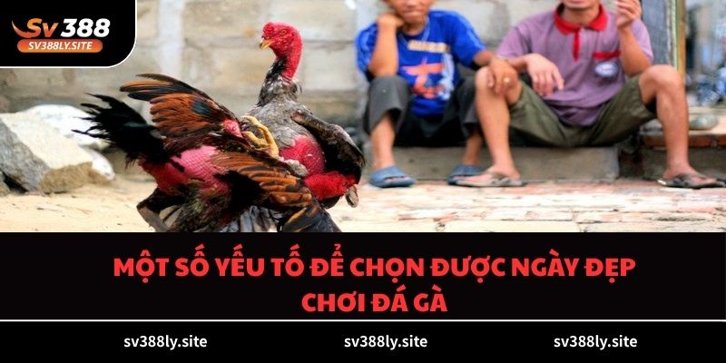 Một số yếu tố để chọn được ngày đẹp chơi đá gà