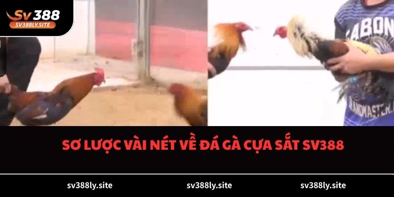 Sơ lược vài nét về đá gà cựa sắt SV388