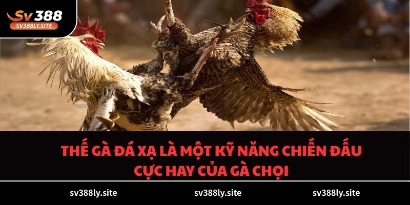 Thế gà đá xạ là một kỹ năng chiến đấu cực hay của gà chọi