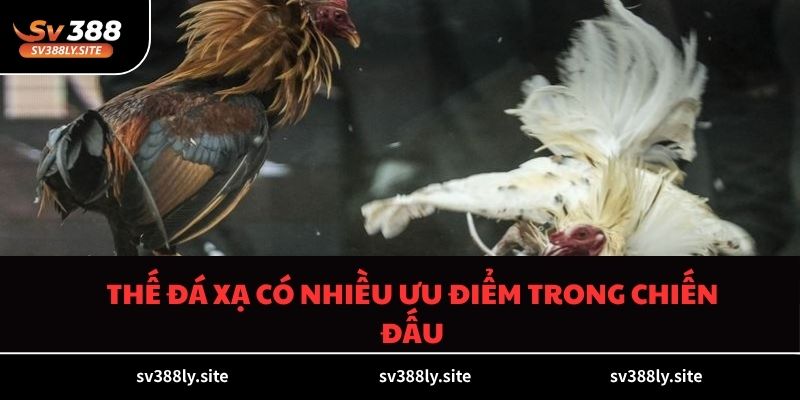 Thế đá xạ có nhiều ưu điểm trong chiến đấu