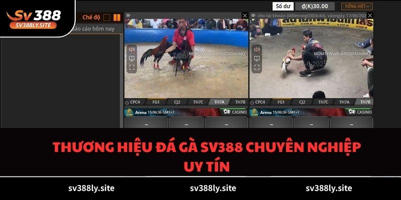 Thương hiệu đá gà SV388 chuyên nghiệp uy tín